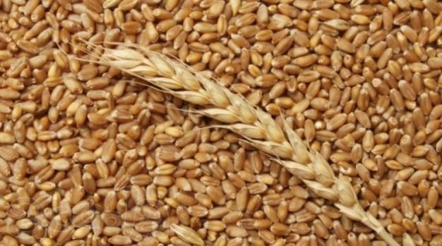 Пшеница, реализуем франко-вагон FCA