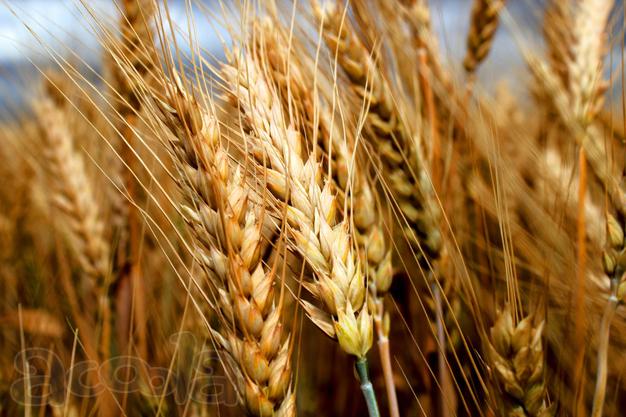 Семена озимой пшеницы Граф, Гром