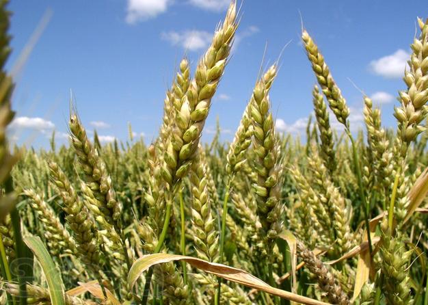 Семена озимой пшеницы Стиль-18, Таня, Тимирязевка-150, Школа, Юка