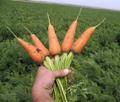 Оптово-овощная база от 30кг до 20 тонн ( картофель, лук, морковь)