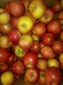 Продаю свежие яблоки из Краснодара