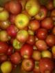 Продаю свежие яблоки из Краснодара