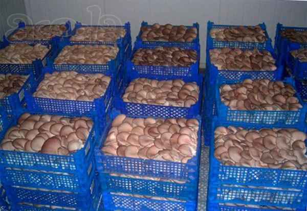 Продаем грибы оптом в Краснодаре. грибы оптом Краснодарский край